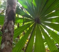 Fan Palm